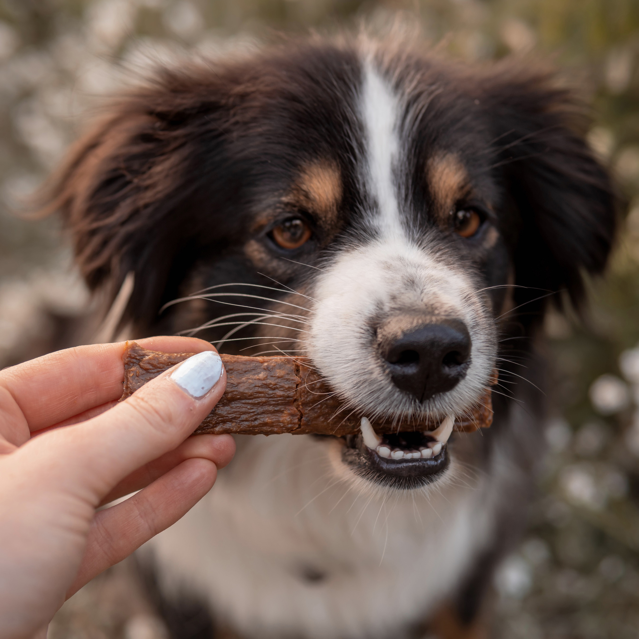 Gesunder Hundesnack - Fleischstreifen Wildschwein