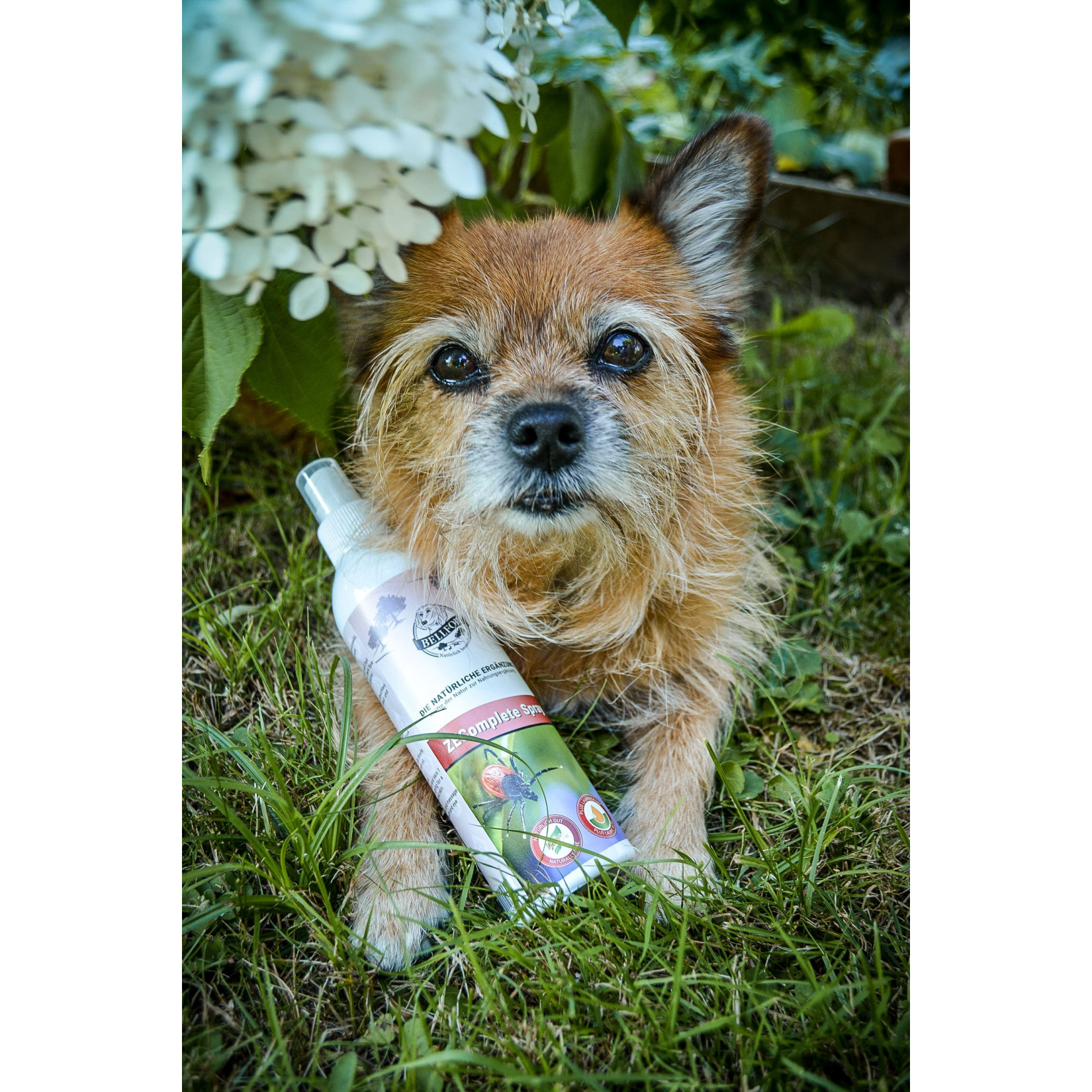 HelloAnimal Anti ZECKEN Oil Für Hunde Und Katzen, Zeckenschutz - Foto 3